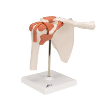 Primary Image Link