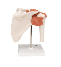Primary Image Link