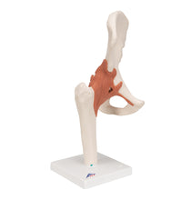 Primary Image Link