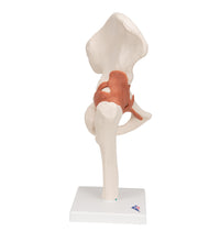 Primary Image Link