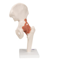 Primary Image Link