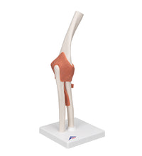 Primary Image Link
