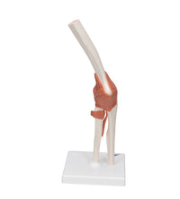 Primary Image Link