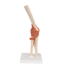 Primary Image Link