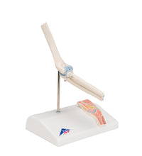 Primary Image Link