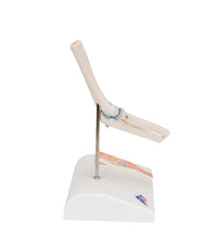 Primary Image Link