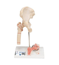 Primary Image Link