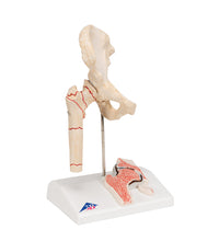 Primary Image Link