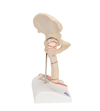 Primary Image Link