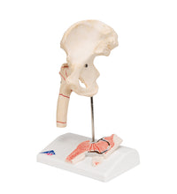 Primary Image Link