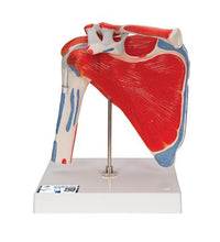 Primary Image Link