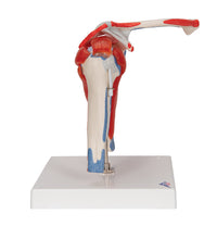 Primary Image Link