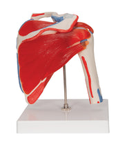 Primary Image Link