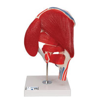 Primary Image Link