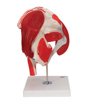 Primary Image Link