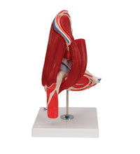 Primary Image Link