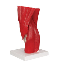 Primary Image Link