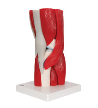 Primary Image Link