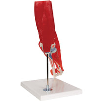 Primary Image Link