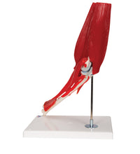 Primary Image Link