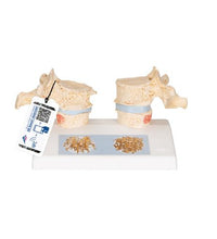 Primary Image Link