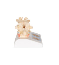 Primary Image Link