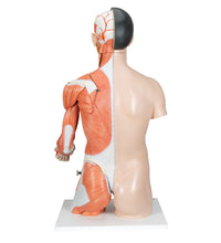 Primary Image Link