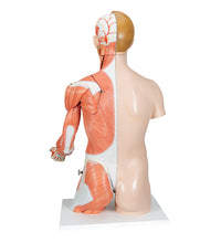 Primary Image Link
