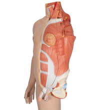 Primary Image Link