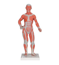 Primary Image Link