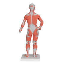 Primary Image Link