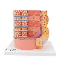 Primary Image Link