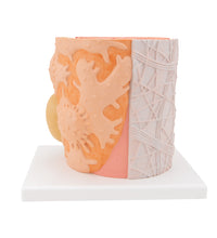 Primary Image Link