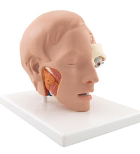 Primary Image Link