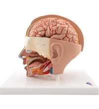 Primary Image Link