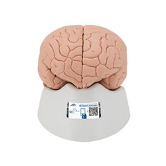 Introductory Human Brain Model, 2 part - 3B Smart Anatomy