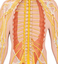 Primary Image Link