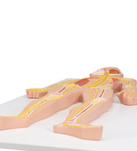 Primary Image Link