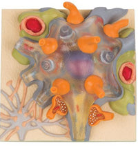 Primary Image Link