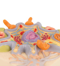 Primary Image Link