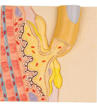 Primary Image Link
