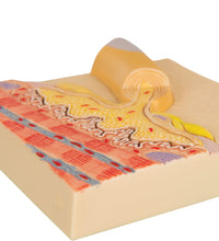 Primary Image Link