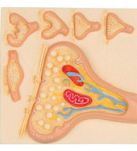Primary Image Link