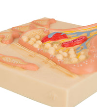Primary Image Link