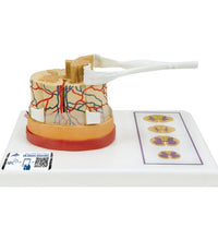 Primary Image Link