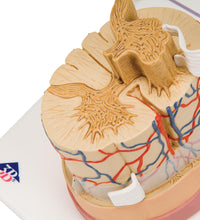 Primary Image Link