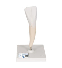 Primary Image Link