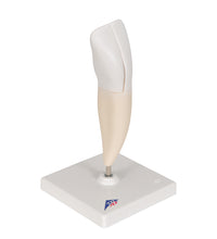 Primary Image Link