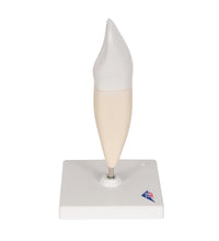 Primary Image Link