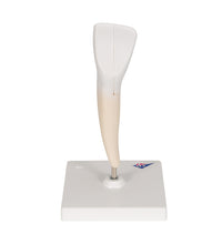 Primary Image Link